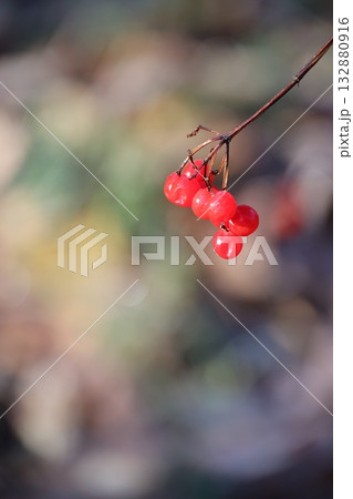Red Berries Branch in Autumn Sunlight 132880916