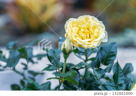 Yellow Rose Bloom 132881000