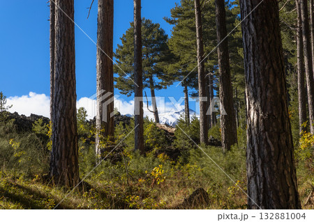 Sunlight Through Forest Trees 132881004