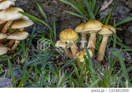 Wild Mushrooms by Lava Rock Wal Wild Mushrooms by Lava Rock Wal 132881009