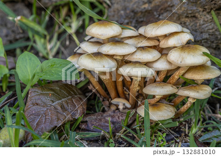 Wild Mushrooms by Lava Rock Wal Wild Mushrooms by Lava Rock Wal 132881010