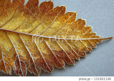 Golden Leaf with Frost Autumnal Nature Macro 132881186