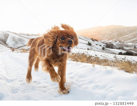 cavalier king charles in nature cavalier king charles in nature 132881449