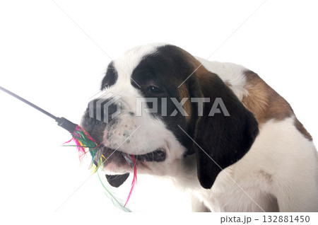 puppy saint bernard in studio puppy saint bernard in studio 132881450
