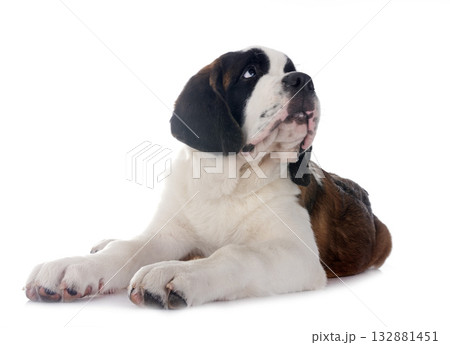 puppy saint bernard in studio puppy saint bernard in studio 132881451