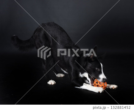 puppy border collie puppy border collie 132881452