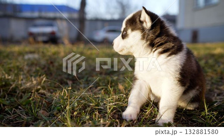 Adorable husky puppy playing on grass. Energetic husky puppy playing and scratching on lush green grass, enjoying playful moments under bright sunlight, displaying natural puppy behavior 132881580