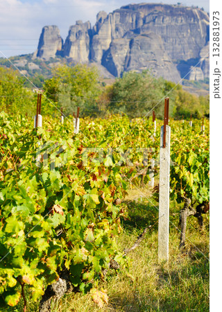 Vineyard in Greek province Vineyard in Greek province 132881973