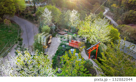 White cherry blossoms in small Japanese garden in Botanical garden of Tbilisi White cherry blossoms in small Japanese garden in Botanical garden of Tbilisi 132882044