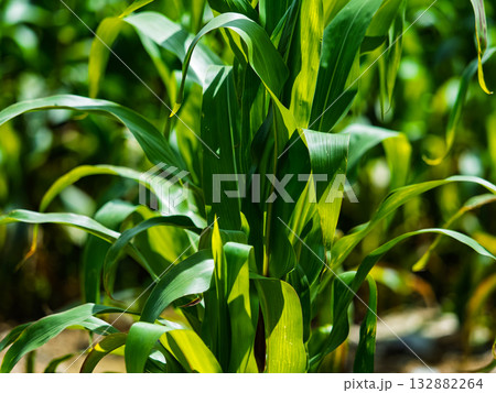 Green corn plants grow in a cultivated agricultural field. The stalks and leaves of the corn plants are visible in detail. 132882264
