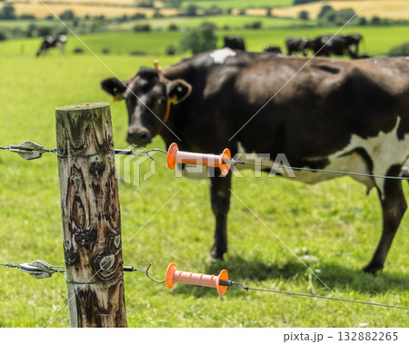 Cow grazing behind electric fence on a pasture in rural farmland during a summer day, with focus on the fence. 132882265