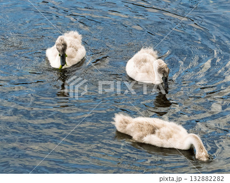 Three baby swans, or cygnets, are swimming on a bright day. One is eating a green plant and another has its head submerged in the clear water. Three baby swans, or cygnets, are swimming on a bright day. One is eating a green plant and another has its head submerged in the clear water. 132882282
