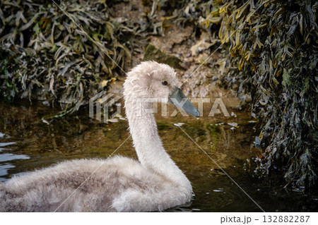 A juvenile swan with light grey feathers is swimming in a river. Green seaweed clings to the riverbank, creating a natural habitat for wildlife. 132882287