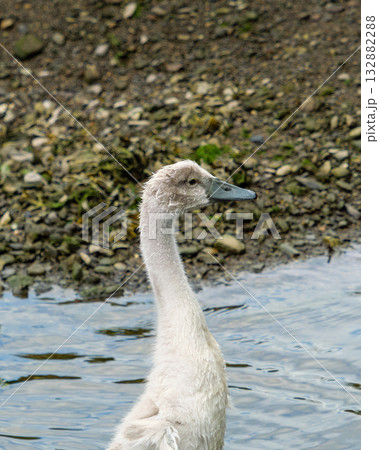 A young swan near a rocky shore. The young bird has a long neck. 132882288