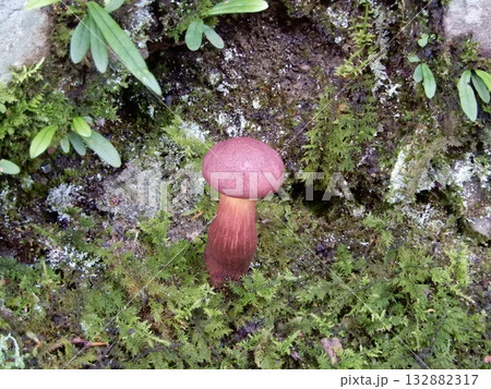 ベニイグチ ベニイグチ 132882317