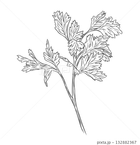 Monochrome botanical fragrant herb drawing of parsley plant isolated on white background. Graphic hand drawn ink vector Monochrome botanical fragrant herb drawing of parsley plant isolated on white background. Graphic hand drawn ink vector 132882367