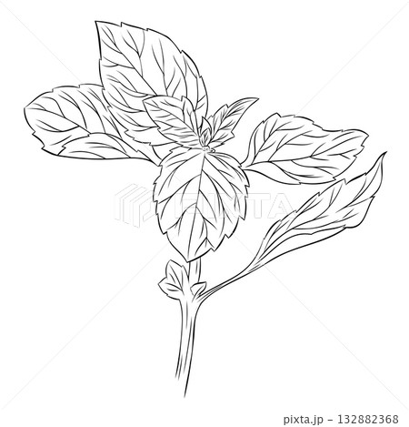 Monochrome botanical fragrant herb drawing of basil plant isolated on white background. Graphic hand drawn ink vector Monochrome botanical fragrant herb drawing of basil plant isolated on white background. Graphic hand drawn ink vector 132882368