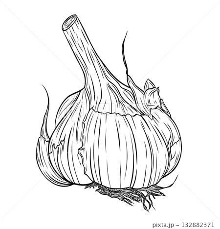 Monochrome botanical fragrant spice drawing of head of garlic isolated on white background. Graphic hand drawn ink vector 132882371