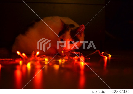 White cat and red garland White cat and red garland 132882380