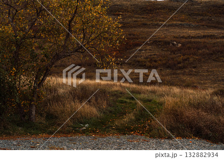 Lonely tree beside dry autumn hillside meadow 132882934