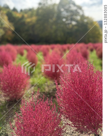 紅葉した赤いコキア 132883085