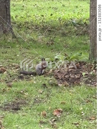 餌を食べるエゾリス 132883086