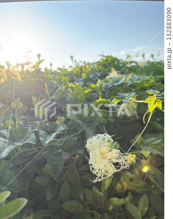 陽の光を浴びるカラスウリの花 陽の光を浴びるカラスウリの花 132883090