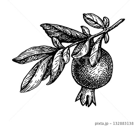Pomegranate branch with fruit ink sketch. 132883138