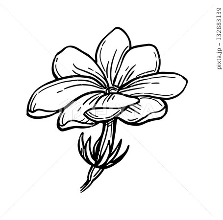 Jasmine sambac flower ink sketch. Jasmine sambac flower ink sketch. 132883139
