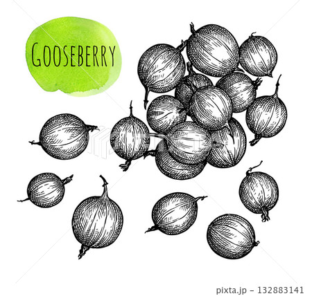 Gooseberry ink sketch 132883141