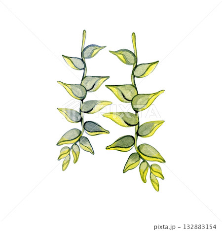 Watercolor illustration of tropical vine leaves in green tones. Perfect for botanical design, jungle themes, natural decor, and exotic plant compositions. Watercolor illustration of tropical vine leaves in green tones. Perfect for botanical design, jungle themes, natural decor, and exotic plant compositions. 132883154