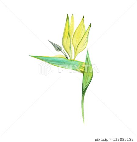 Watercolor illustration of a Strelitzia flower, symbol of Los Angeles. Tropical botanical artwork in green tones, perfect for exotic design, floral prints, and natural decor. 132883155