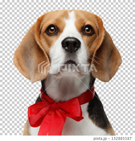 Beagle Puppy With a Red Bow Tie Looking Directly at the Camera in a Neutral Setting Beagle Puppy With a Red Bow Tie Looking Directly at the Camera in a Neutral Setting 132883187