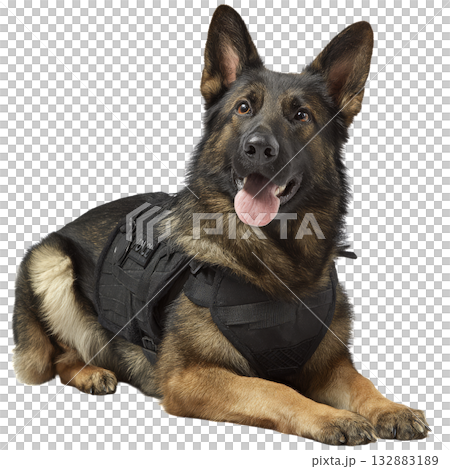 German Shepherd Wearing Tactical Vest is Ready for Action and Training Outdoors. 132883189