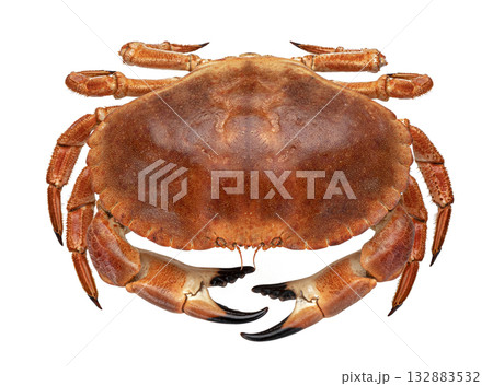 Cooked crab isolated on white background, top view 132883532