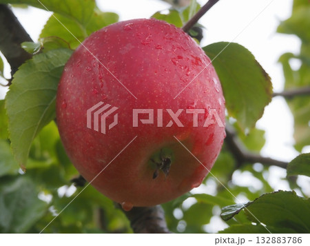雨上がりのみずみずしいリンゴ（新世界）（20251103110607） 132883786