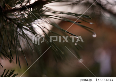 Pine needles with water drops in soft natural light and blurred background 132883833