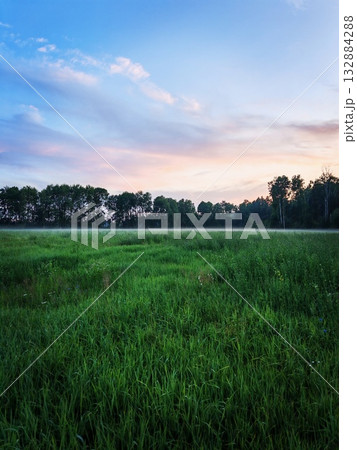 Vertical. peaceful summer evening with fog over a rural landscape, a distant forest line, and fog covering the fields. A bright, juicy, green evening summer landscape. 132884288