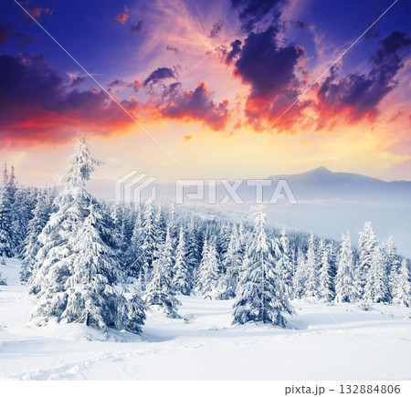 Winter Winter 132884806