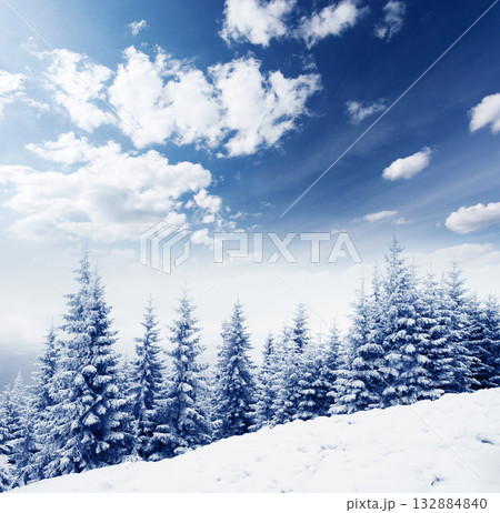 Winter Winter 132884840