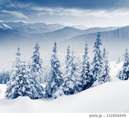Winter Winter 132884849