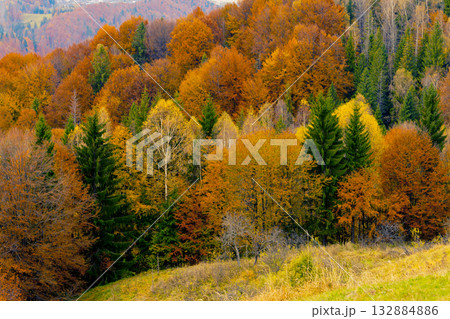 autumn autumn 132884886