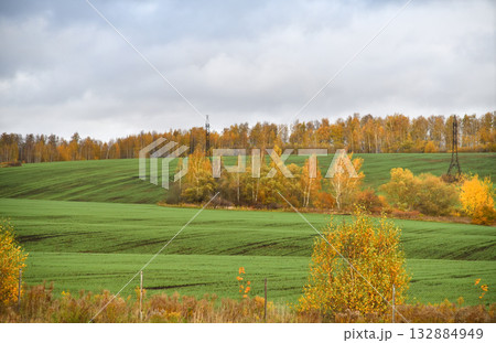 Autumn landscape with a field of winter wheat and trees and a high-voltage power line, Russia 132884949