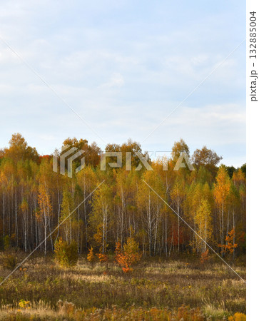 Autumn forest on a cloudy day, Russia 132885004