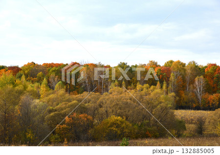 Autumn forest on a cloudy day, Russia 132885005