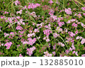 Spiraea japonica - Little Princess - an ornamental deciduous shrub used in landscape design 132885010