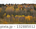 Autumn forest on a cloudy day, Russia 132885012