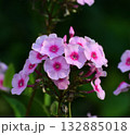 The Phlox paniculata variety Chio-chio-san 132885018