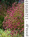 Sanguisorba officinalis, Pink Tanna variety - herbaceous plant used in folk medicine as a hemostatic and for landscaping. 132885019