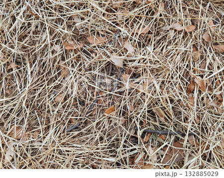 Dry straw grass with autumn leaves, rustic nature background 132885029